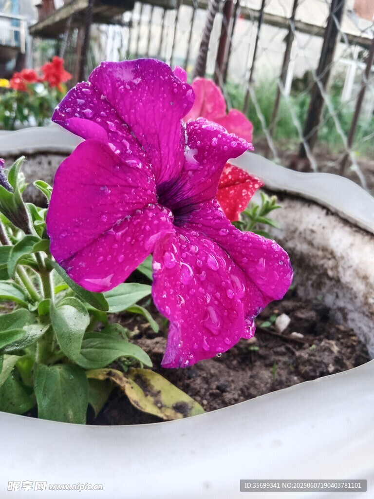 嬌艷紫花帶露綻放