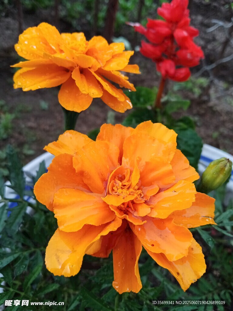 鮮艷橘色萬壽菊綻放