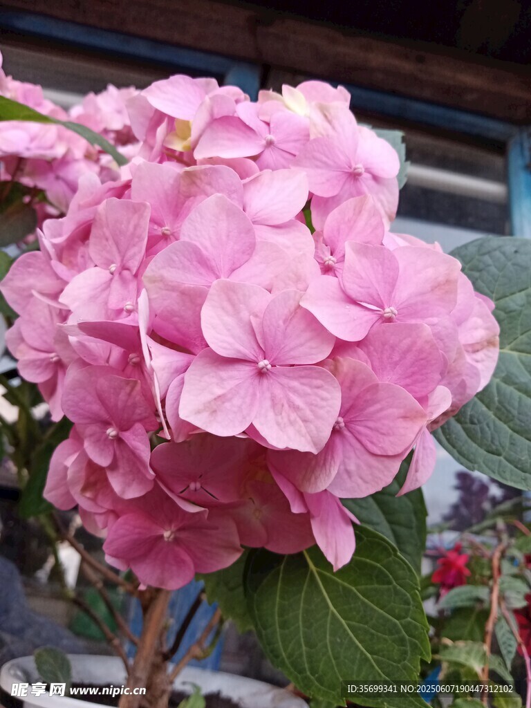 嬌艷粉色繡球花綻放
