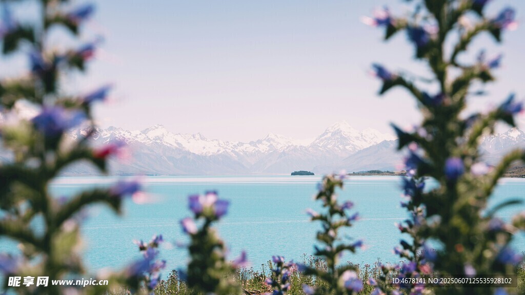 湖畔藍花映碧海美景
