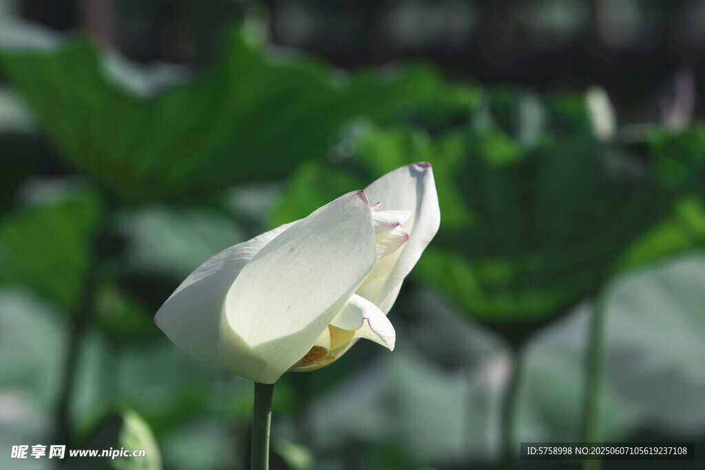 陽光下的白蓮花