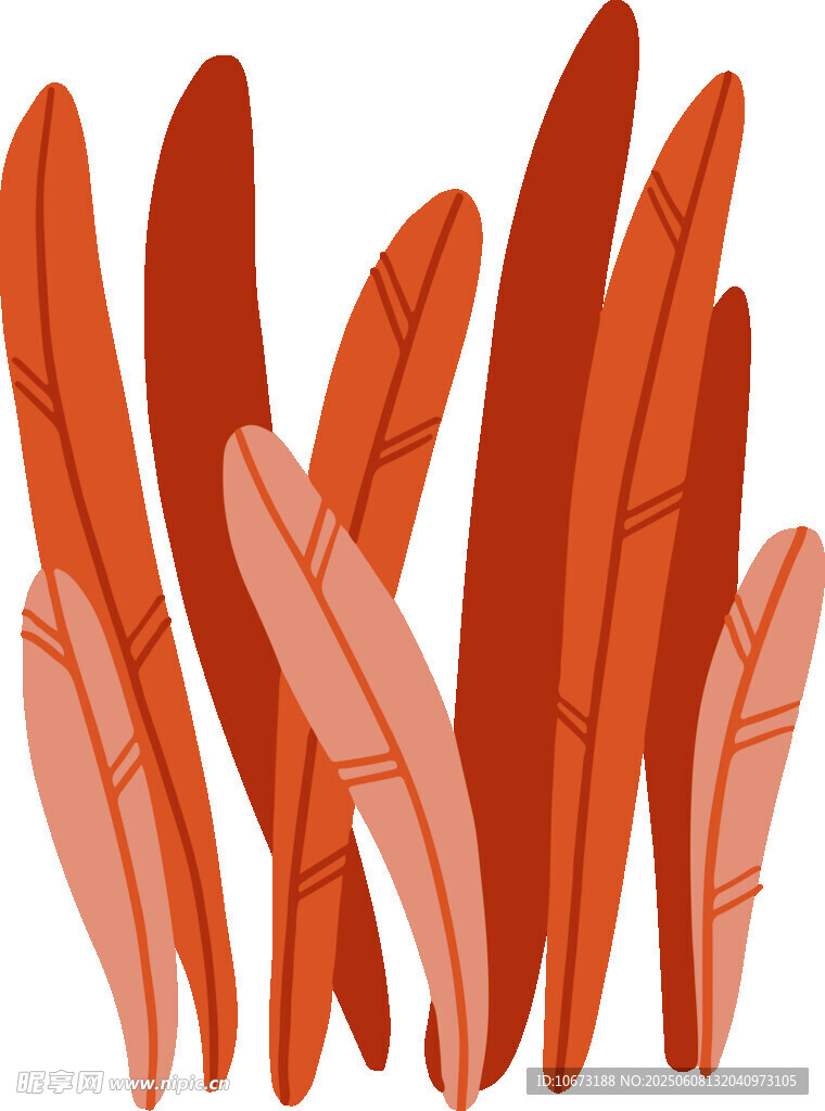橙紅色羽毛插畫