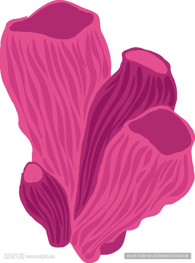粉色珊瑚插畫