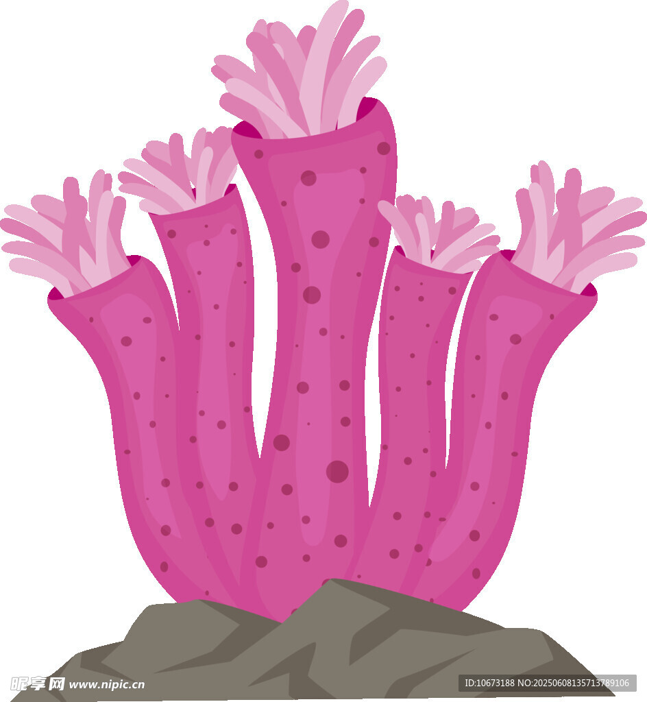 粉色海葵插畫