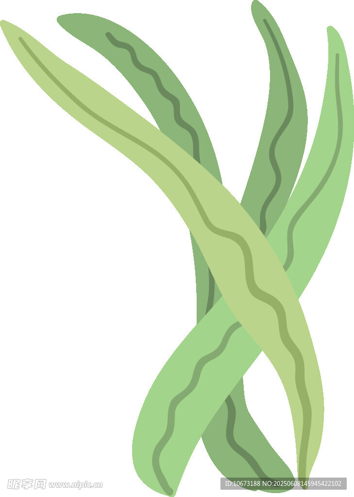 翠綠海帶插畫