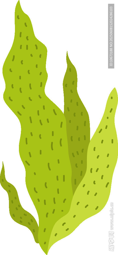 綠色帶斑海藻插畫