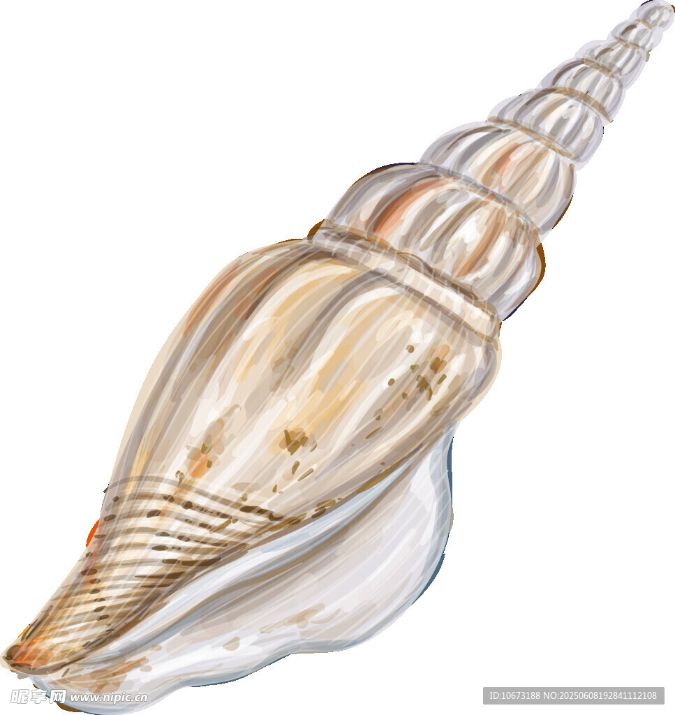 精美海螺插畫