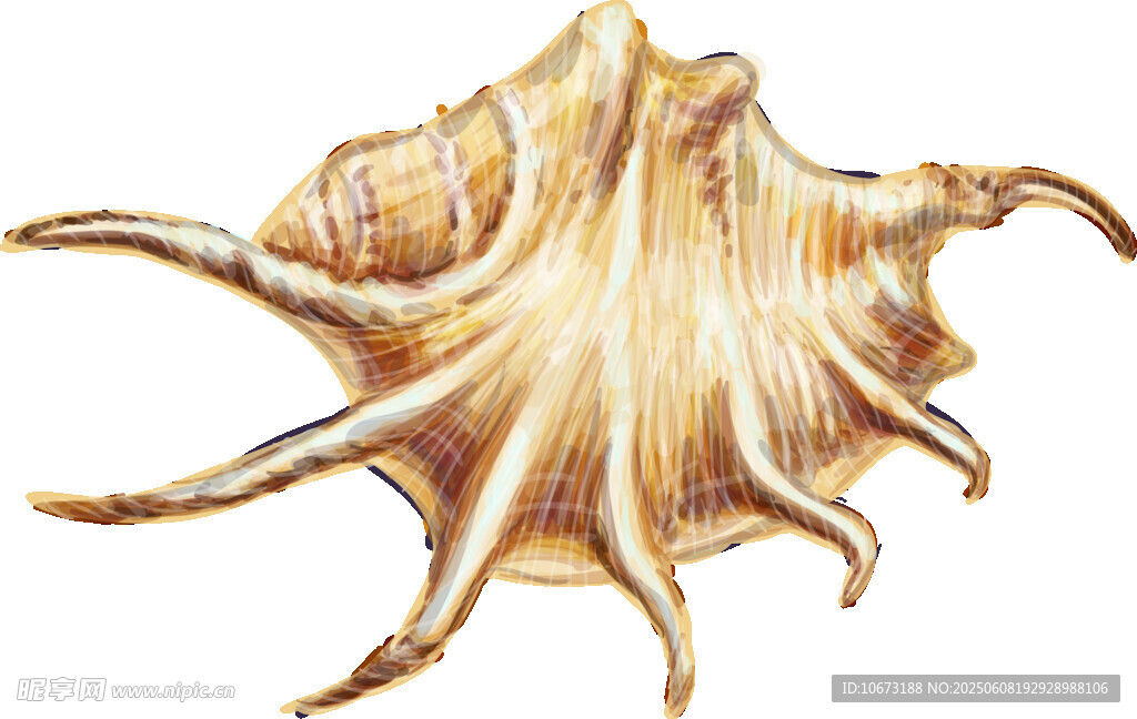 精美海螺插畫