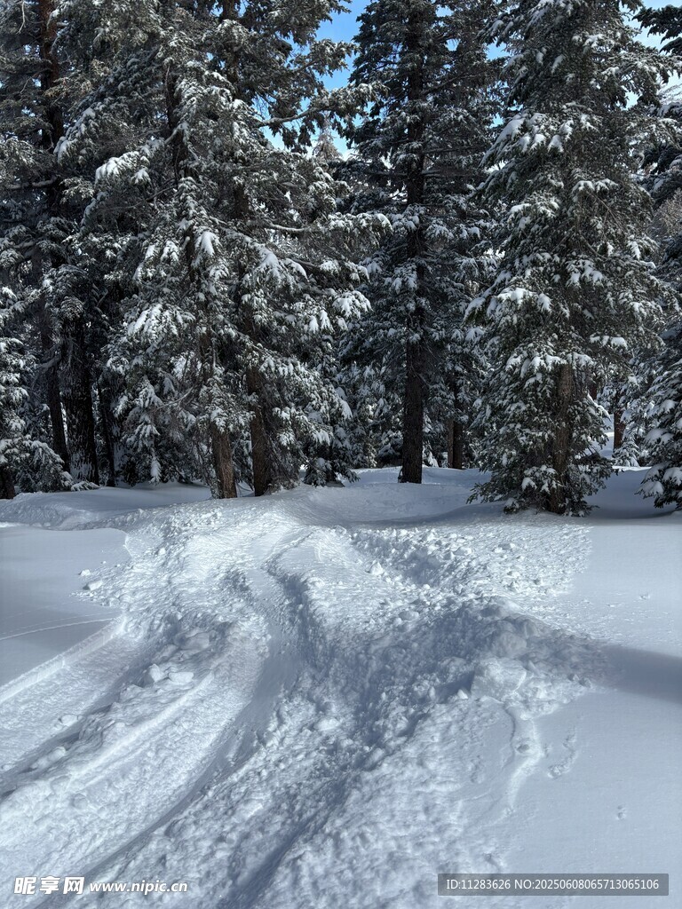 雪林車轍路