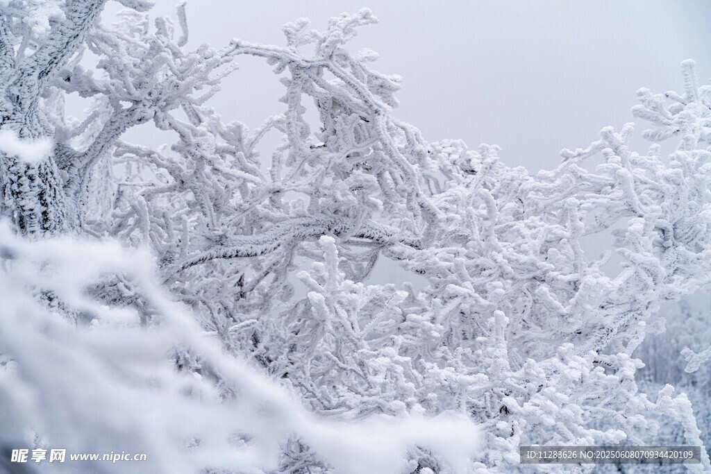 冬日雪景中銀裝素裹的樹木