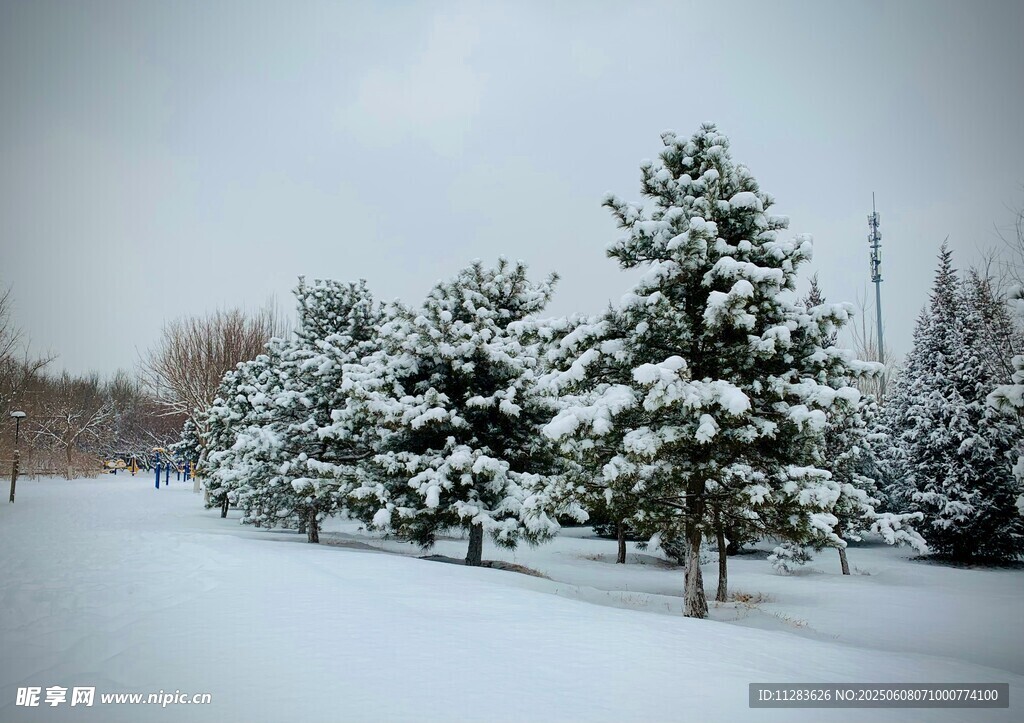 雪覆松林冬日美景