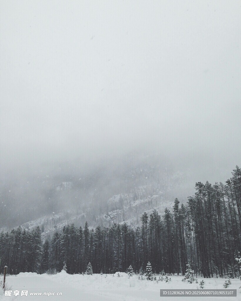 冬日雪景中的靜謐樹林