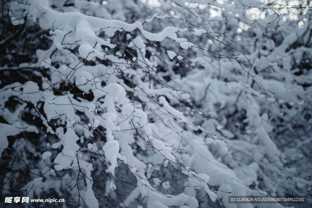 雪覆樹枝的冬日美景
