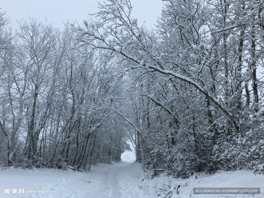 冬日雪覆林間小道