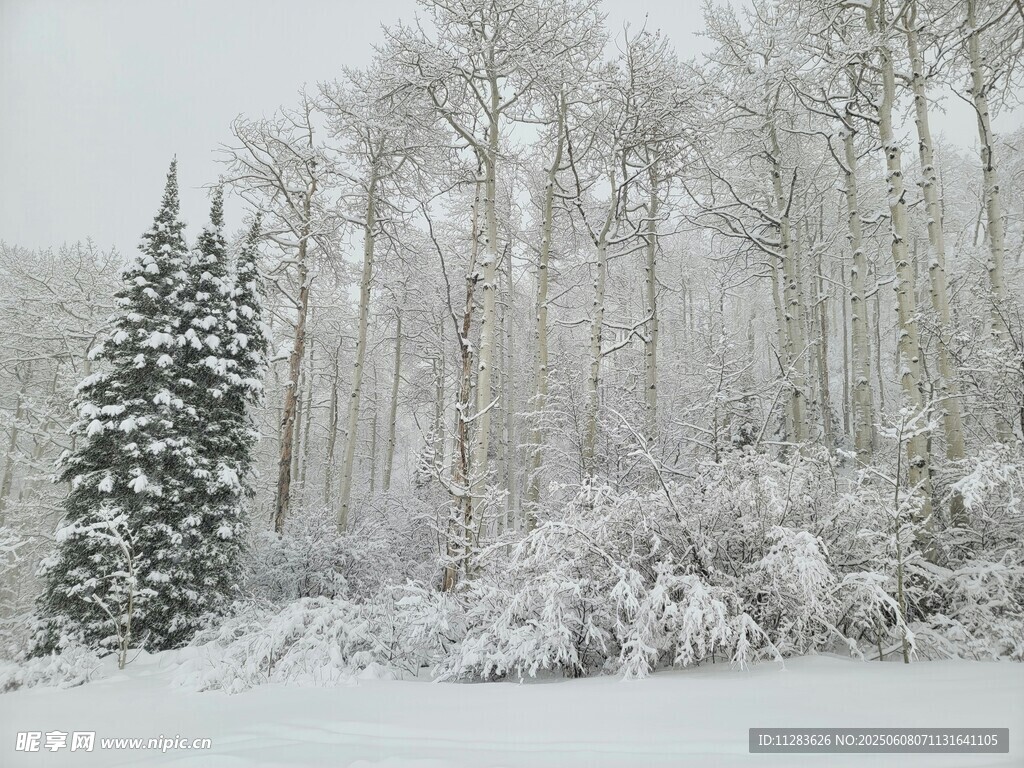 雪覆樹林 孤松挺立