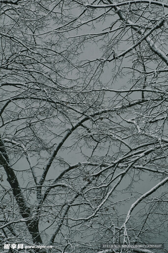 雪覆樹枝的冬日景象