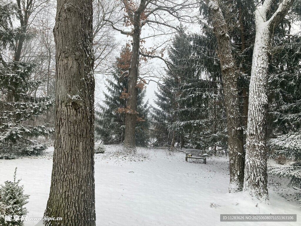 冬日雪覆樹林靜謐景象