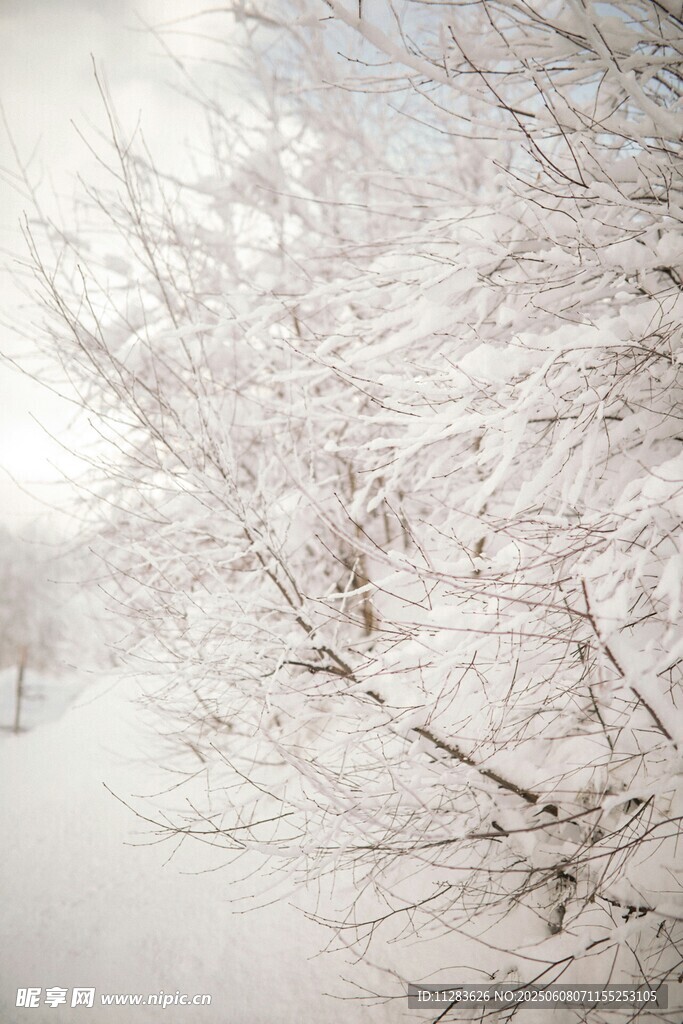 冬日雪景中銀白的樹枝