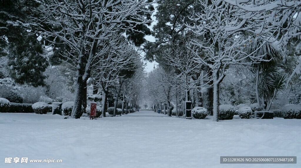 雪覆樹林的冬日靜謐景象