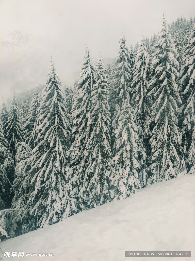 雪覆松林的冬日美景