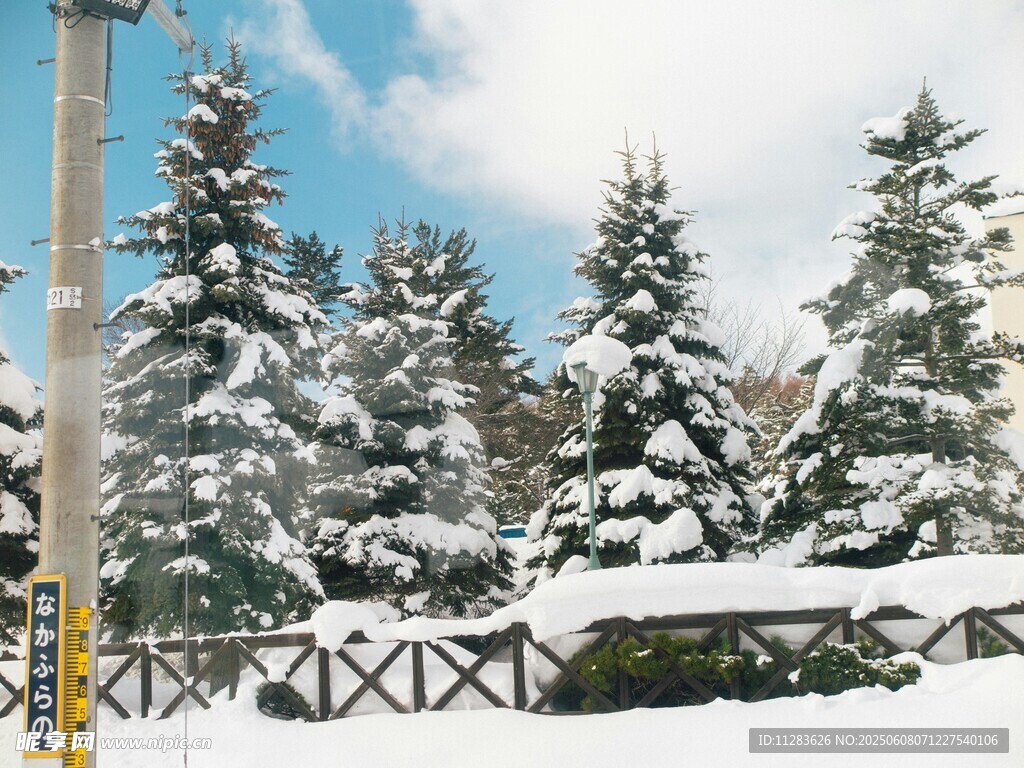 冬日雪景中的樹木與圍欄