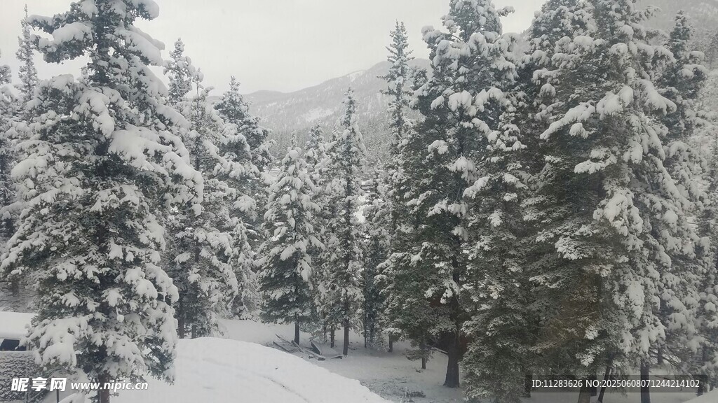 冬日雪景中的靜謐松林