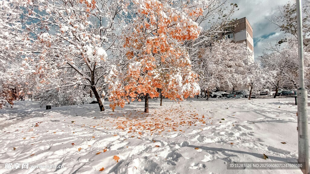 雪覆秋樹美景