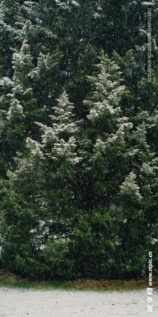 雪覆松林美景