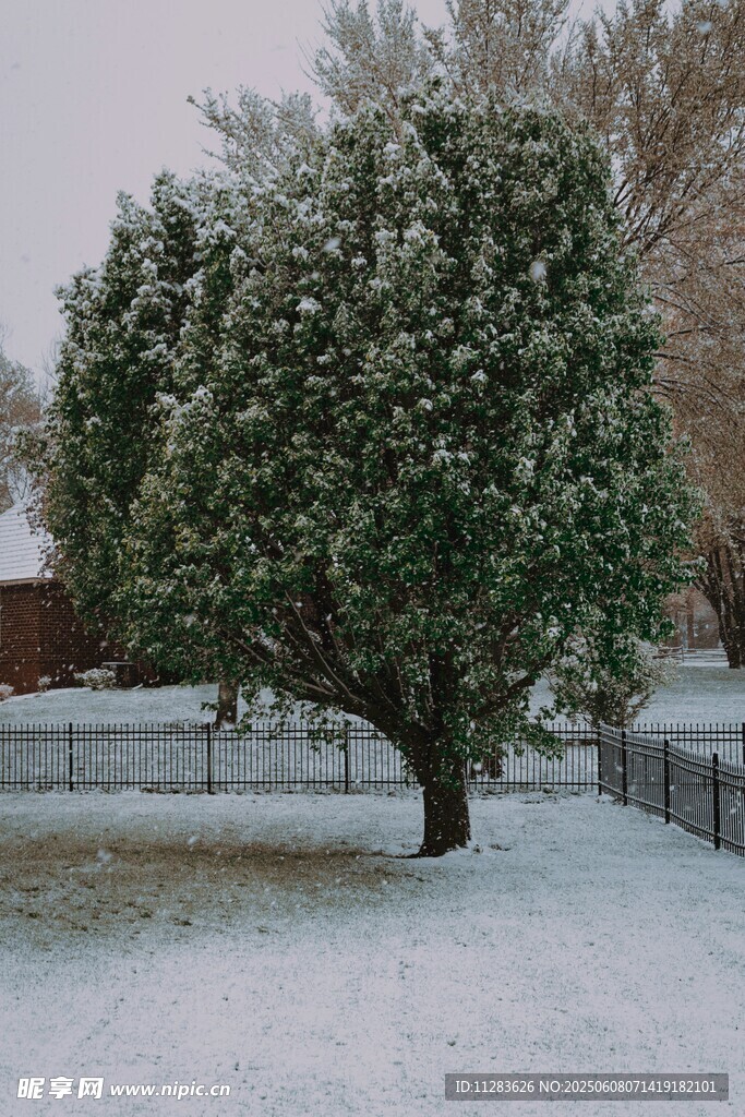 雪覆樹木的寧靜庭院景象