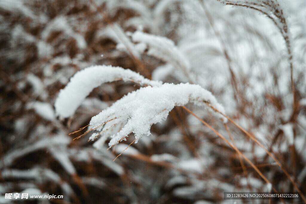 雪覆蘆葦枝