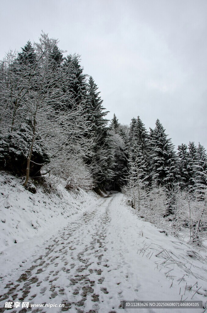雪覆山路 樹木銀裝素裹