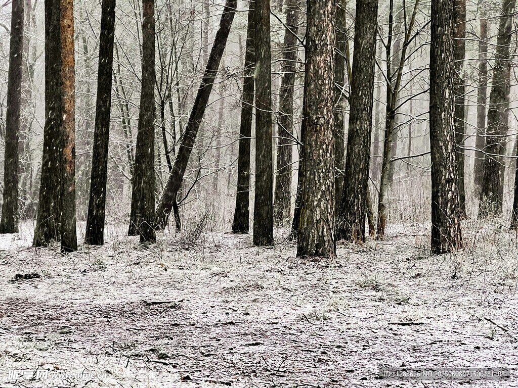 雪覆樹林冬日靜謐景象