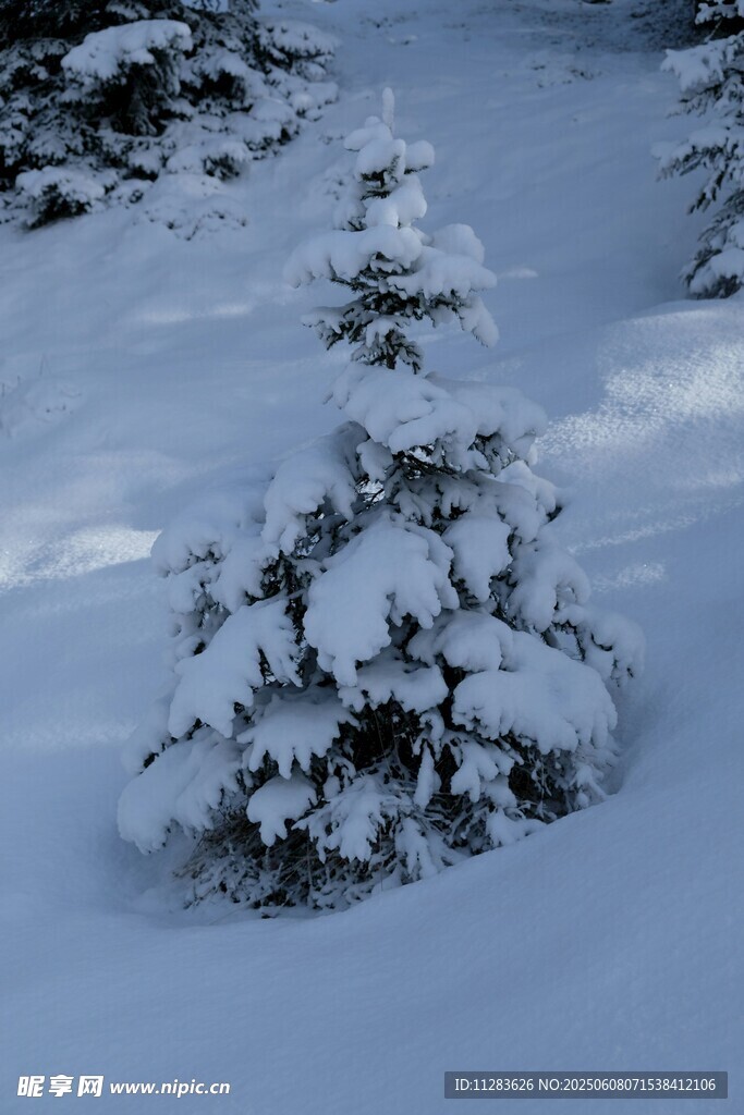 雪覆小樹冬日美景