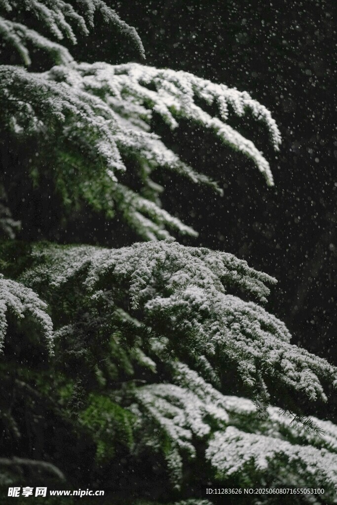 雪覆松枝景