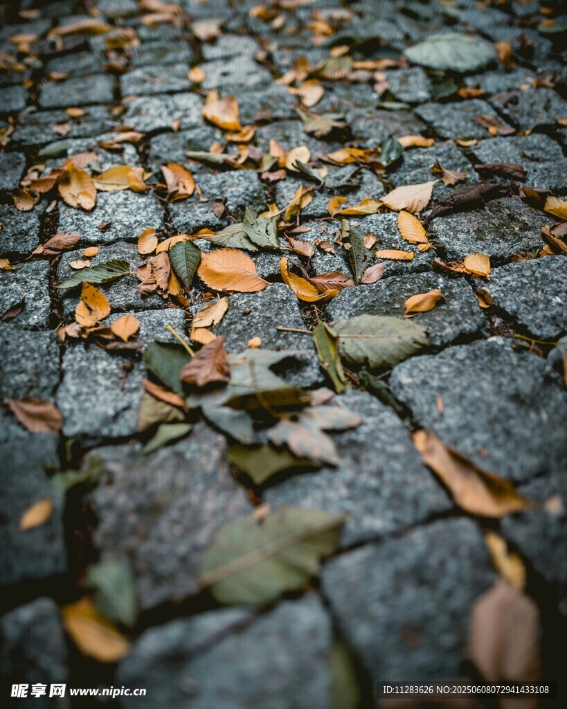 石板路鋪灑斑斕落葉