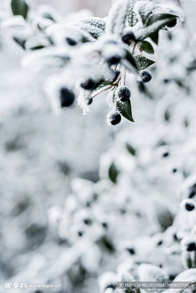 枝頭覆雪的翠綠樹葉
