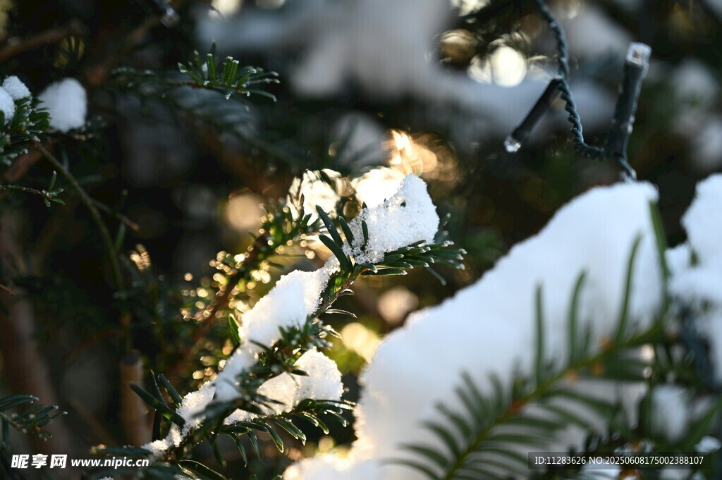 雪覆松枝映暖陽