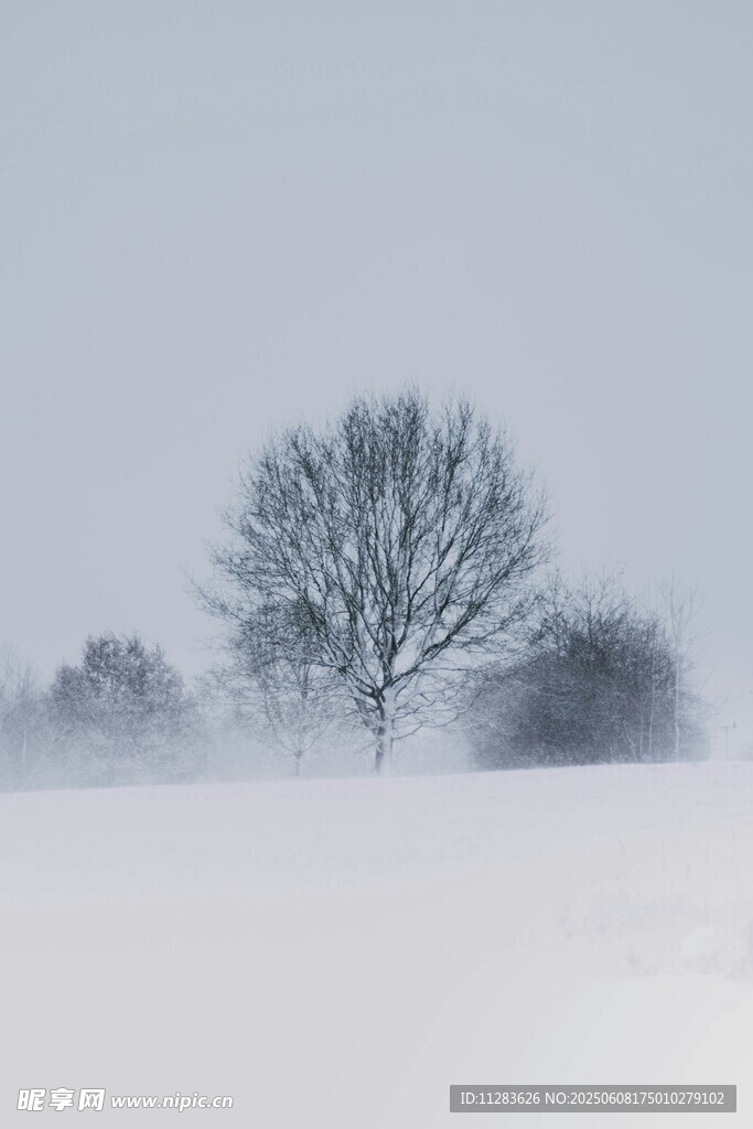 雪野孤樹 靜謐冬日景象