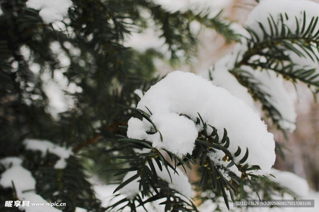 枝頭覆雪的翠綠松枝