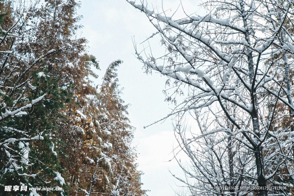 冬日雪景中的樹木景觀