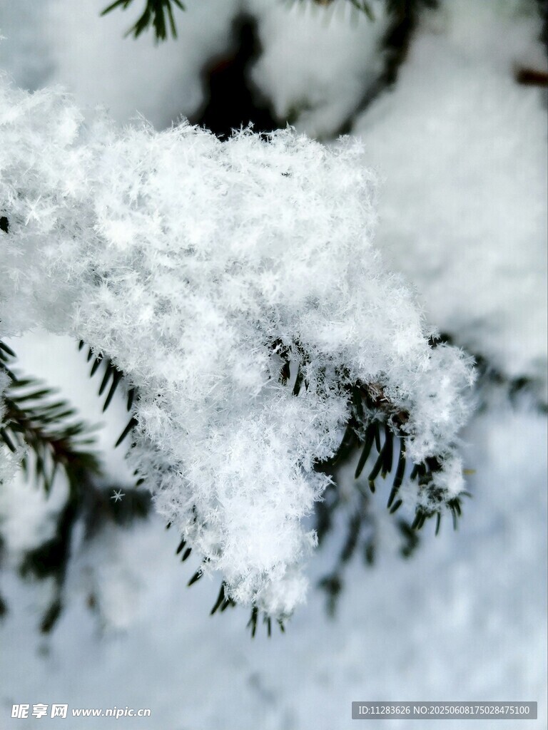 雪覆松枝的冬日美景