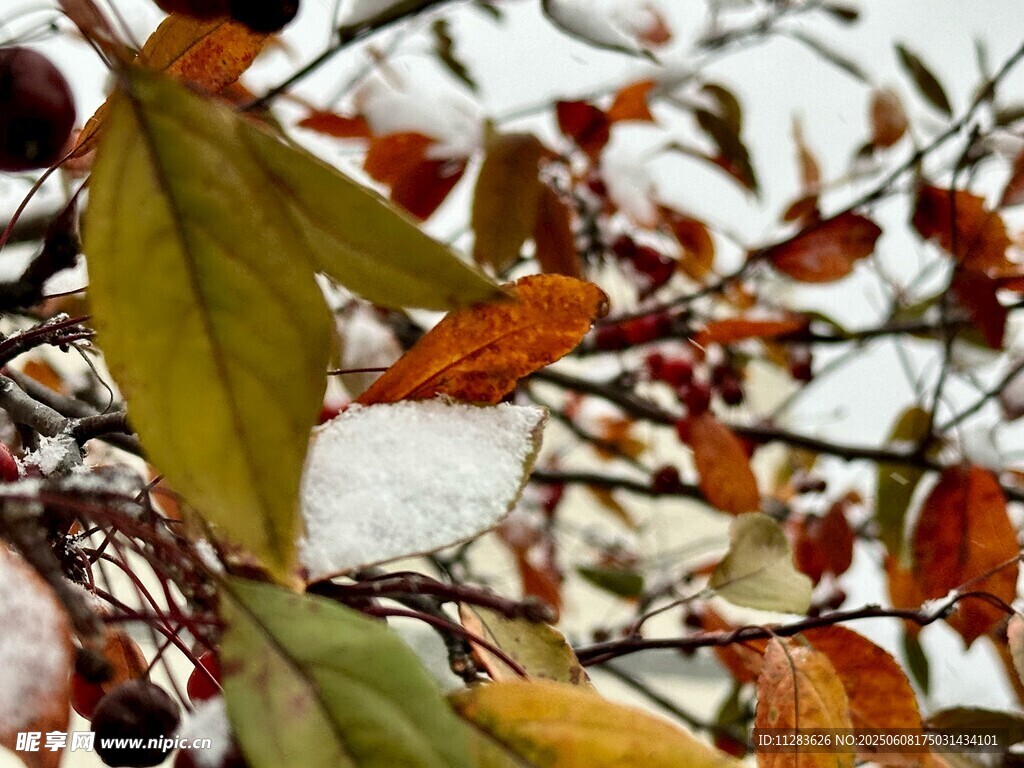 秋枝覆雪景