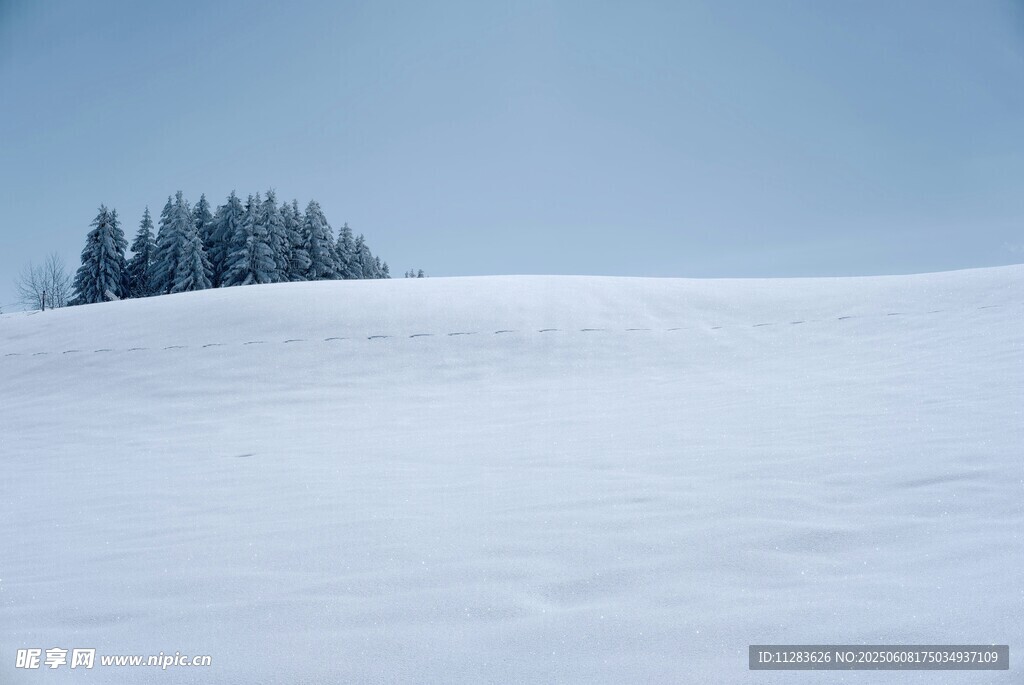 雪野中的挺拔松樹林