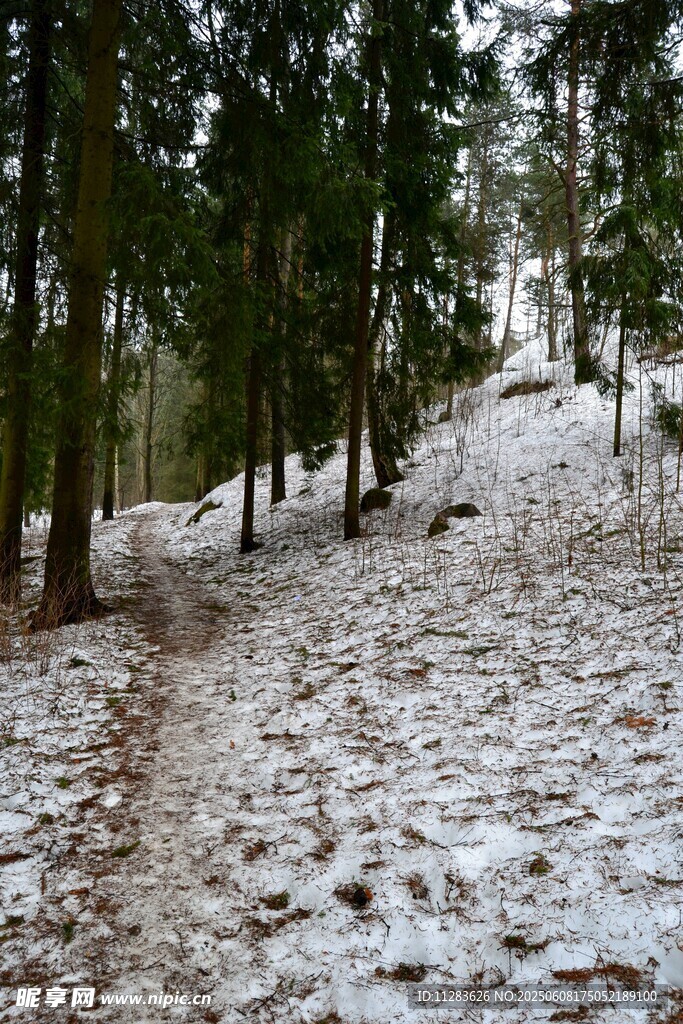 雪覆林間小徑