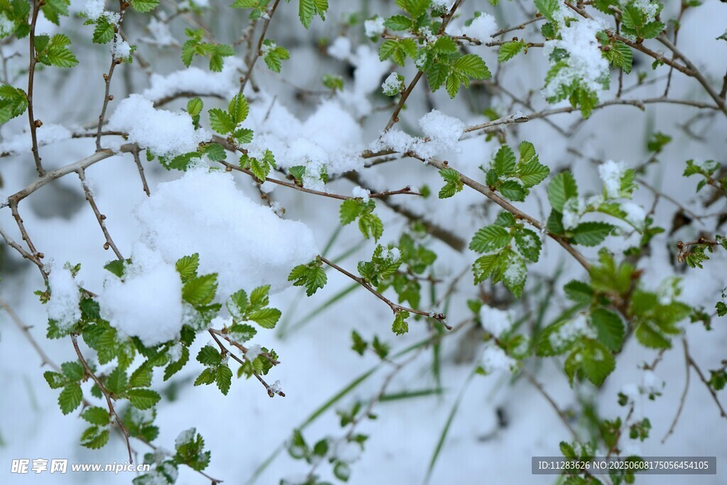 雪覆綠植顯生機