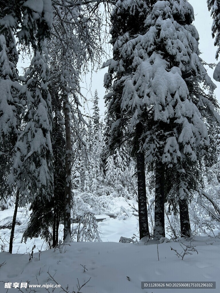 雪覆森林美景