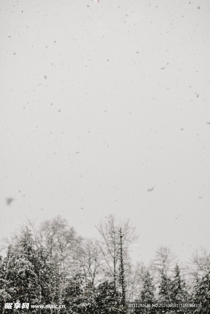 雪覆樹林 雪花紛飛
