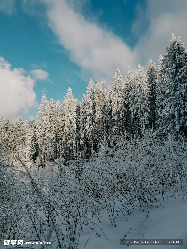 冬日雪覆森林美景