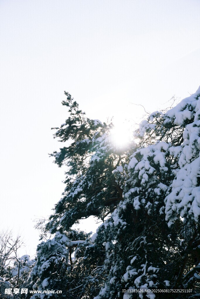 雪覆綠樹映暖陽