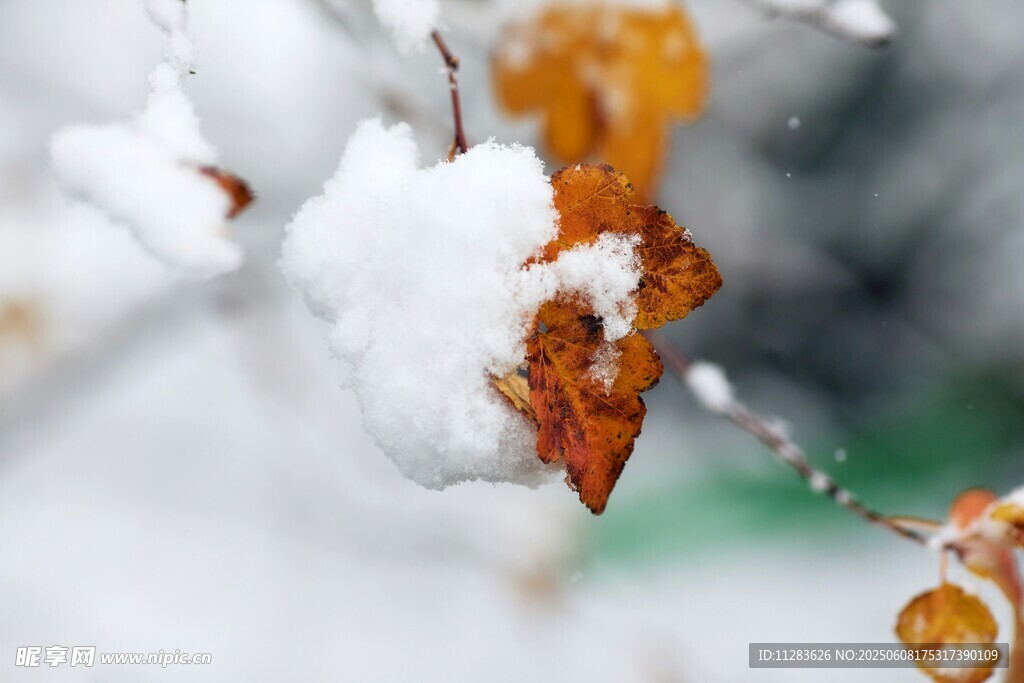 雪覆秋葉美如畫
